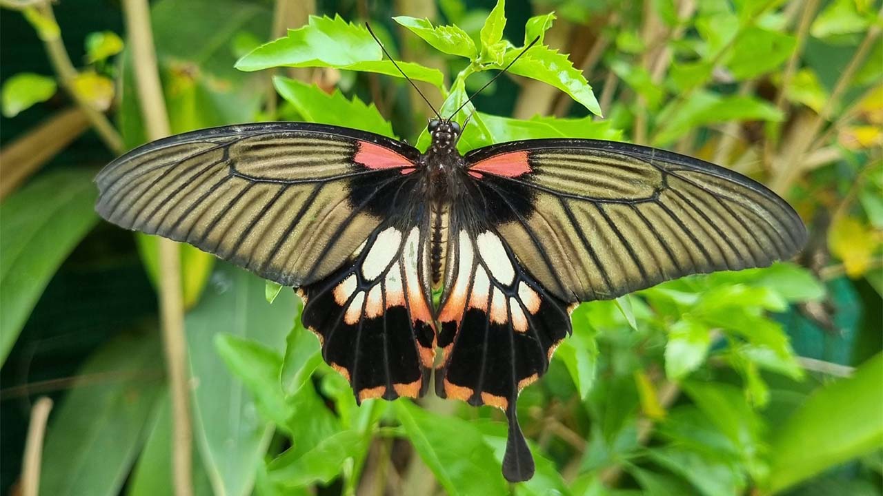 Butterflies at Banteay Srei Butterfly Center